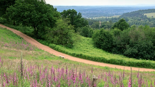 Foxgloves at Clent Hills, Worcestershire